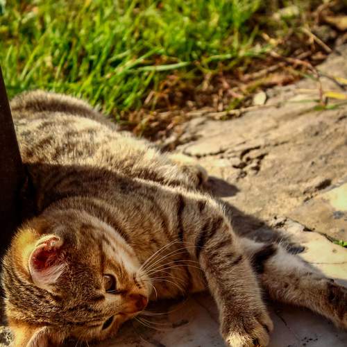 Photo #6868296