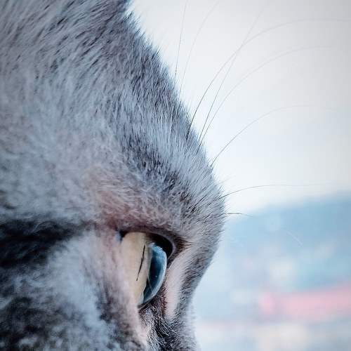 Photo #6868852