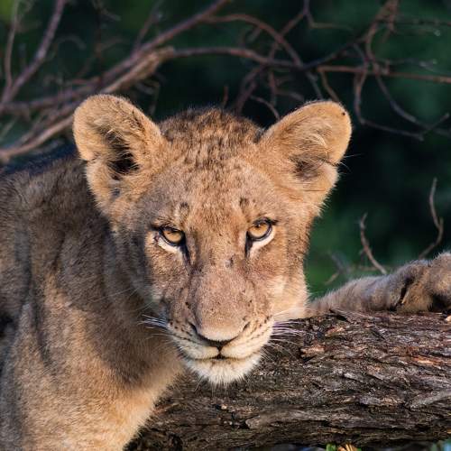 Photo #6869195