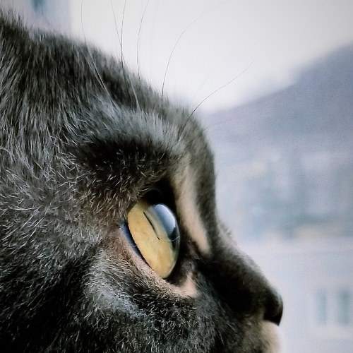 Photo #6869700