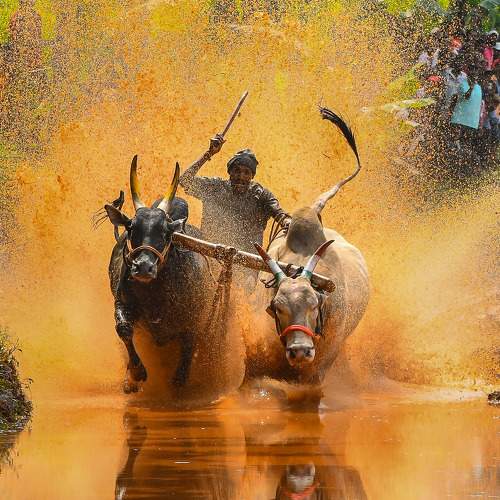 Thrill Of Mud Race