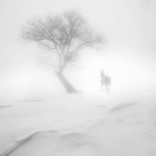 The winter