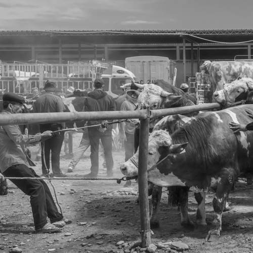 Cattle and sheep bazaar