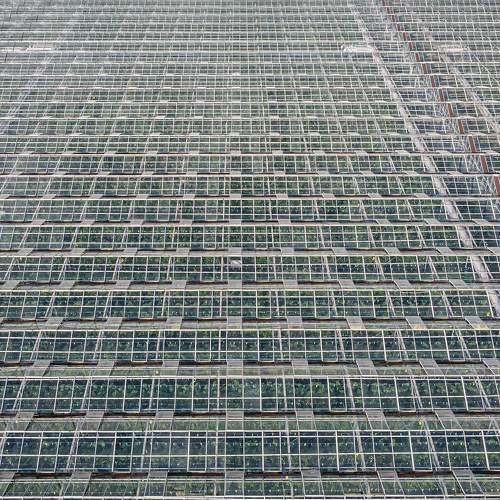 Strict lines #2