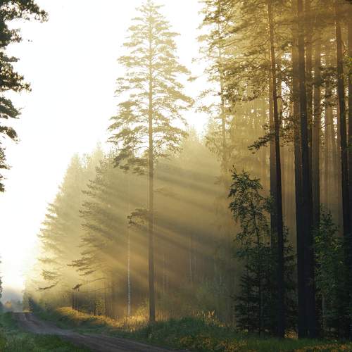 Fog in the morning in the woods