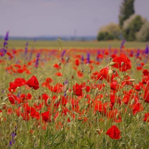 Photo #6875555