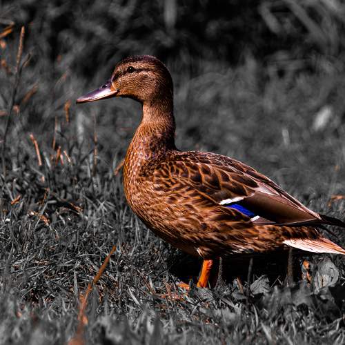 Photo #6880538