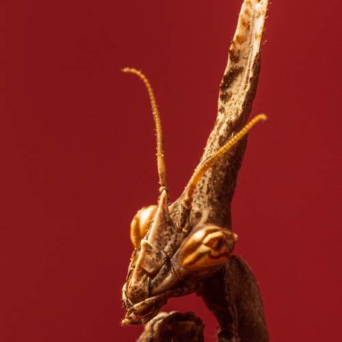 Photo #6880660