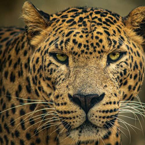 Photo #6880721