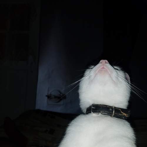 Photo #6881836