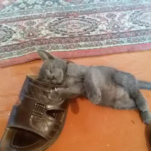 Photo #6882895