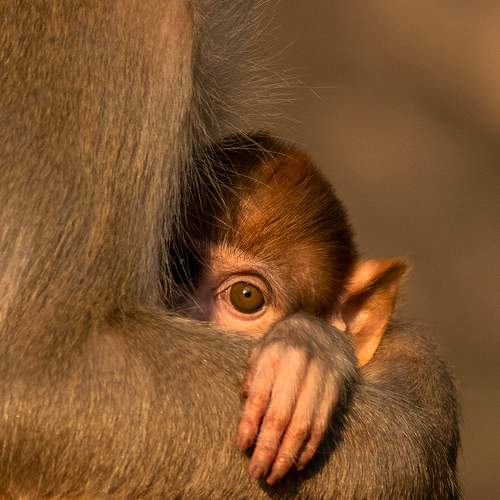 Mom's Care