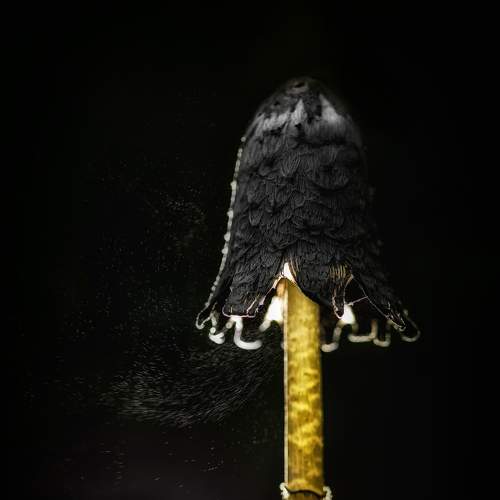 Photo #6884686