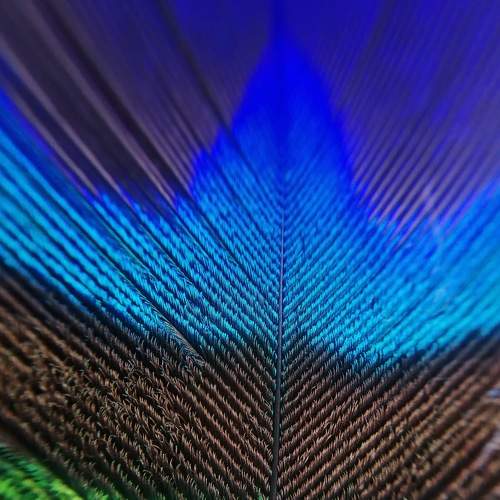 Photo #6885462
