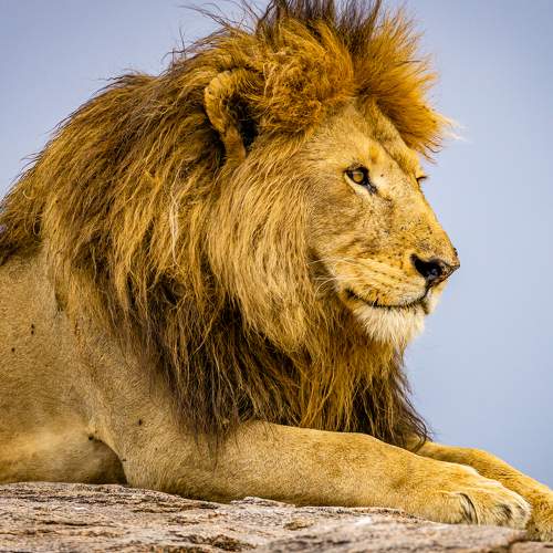 Photo #6886374