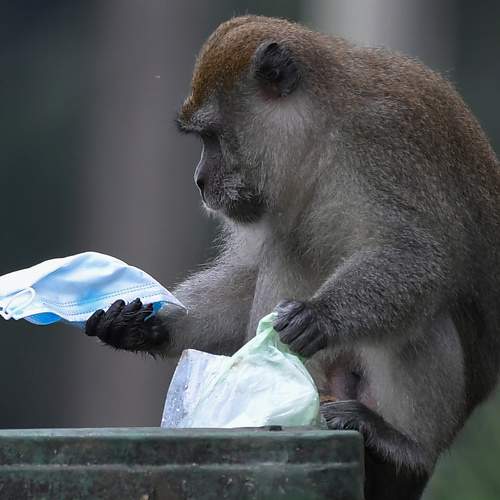 Monkey and face mask