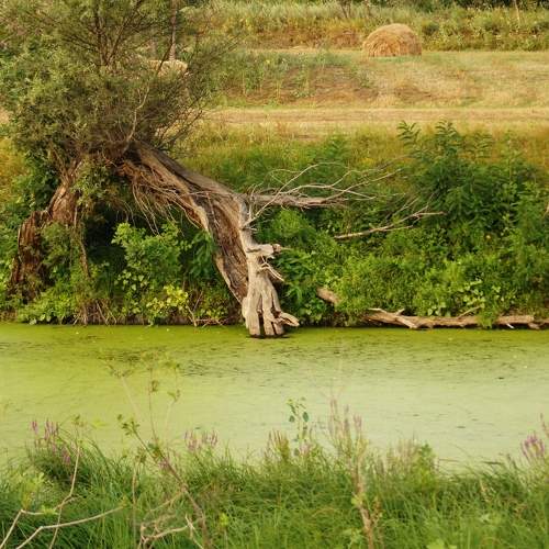 Photo #6889085