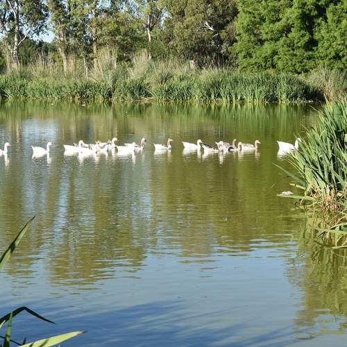Un dia de campo - A field day