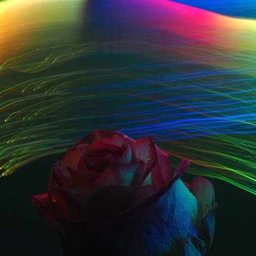 Photo #6900645