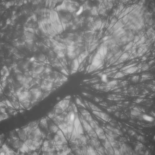 Photo #6902007