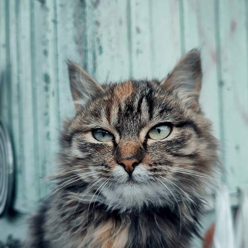 Photo #6902990