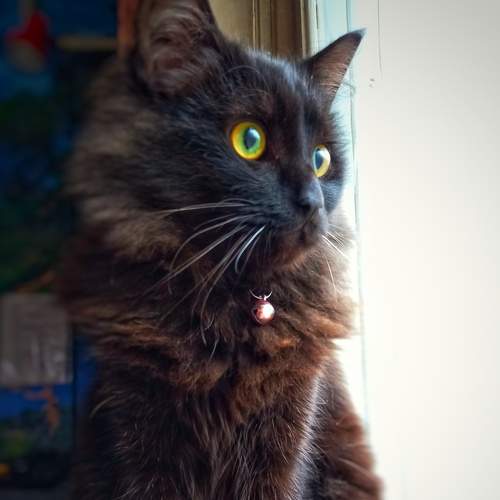 Photo #6903146