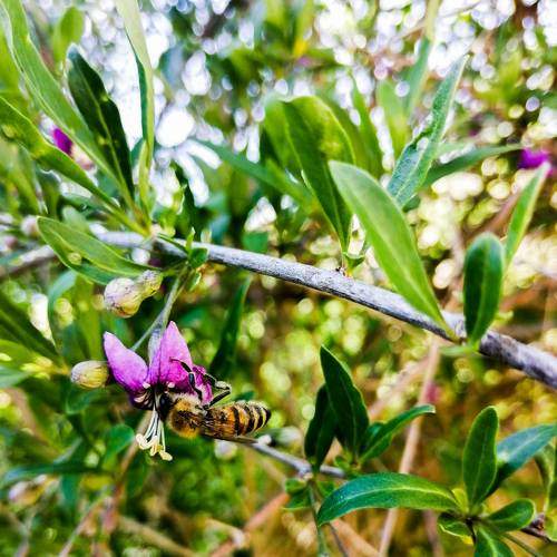 Hungry honeybee