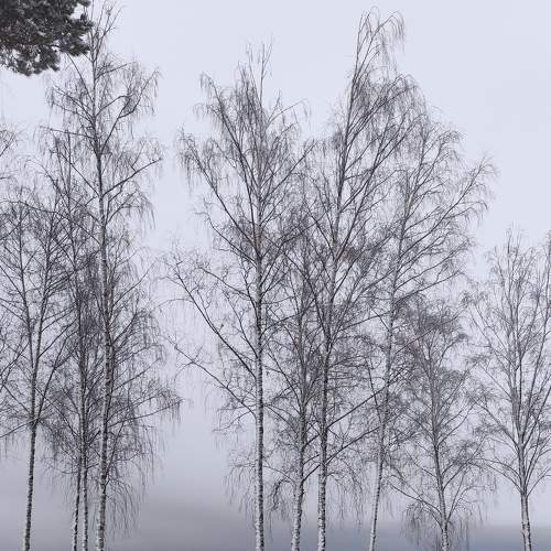 Photo #6908060