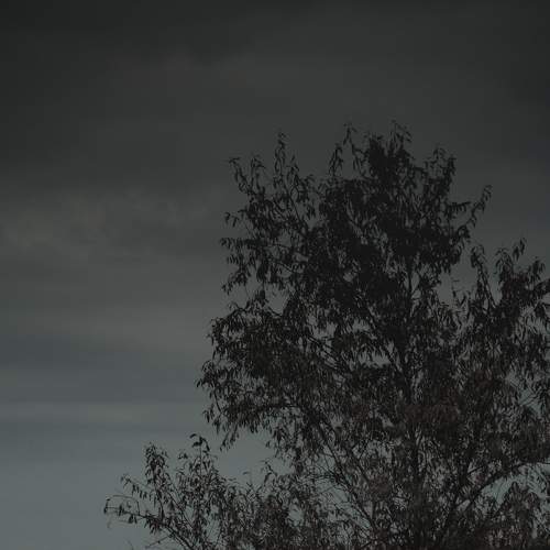 Лошадь