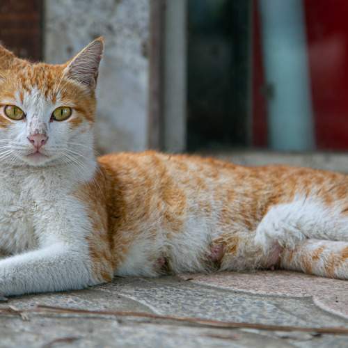 Photo #6912088