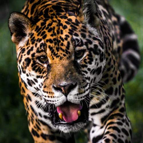 Jaguar