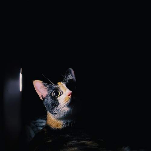 Photo #6915121