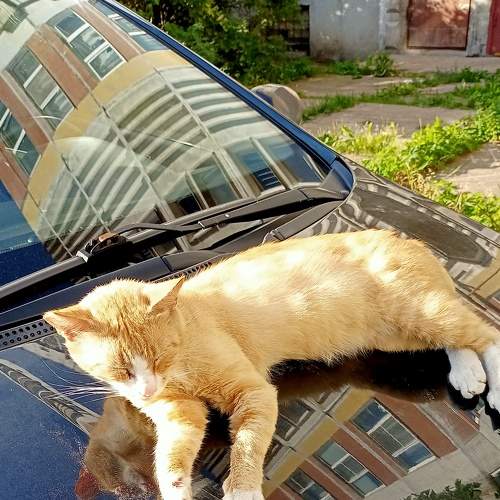 Photo #6917606
