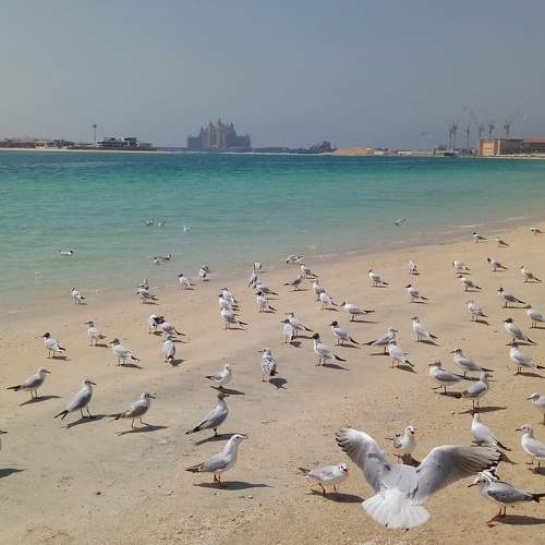 Birds meeting