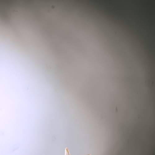 Photo #6924536
