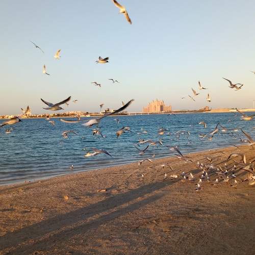 Flying birds