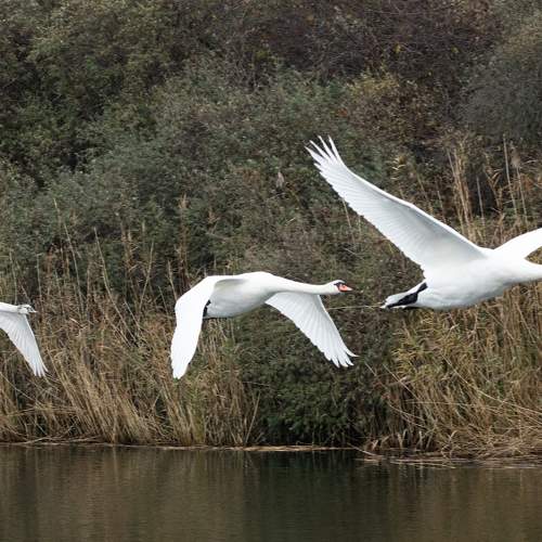 Photo #6929714