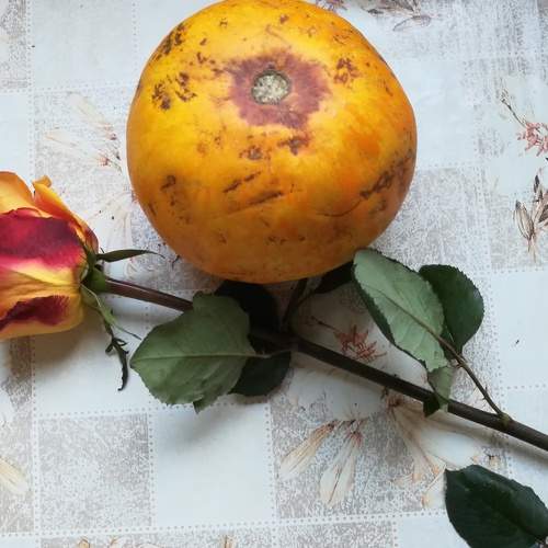 Photo #6930577