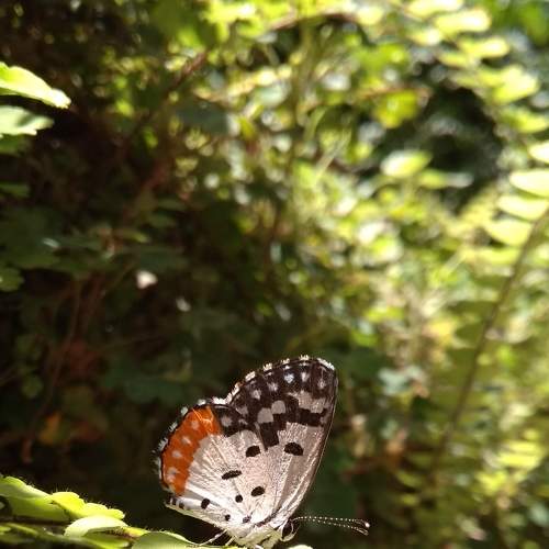 Photo #6933450