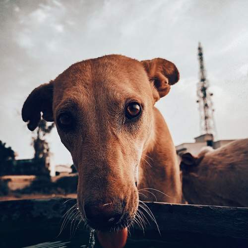 Thirsty dog.