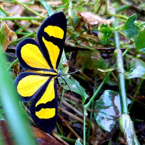 A butterfly without name