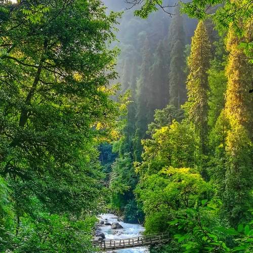 Connecting Nature