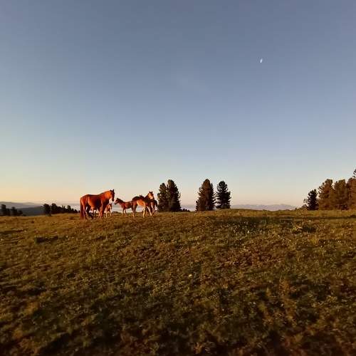 Летнее пастбище. Респ. Алтай