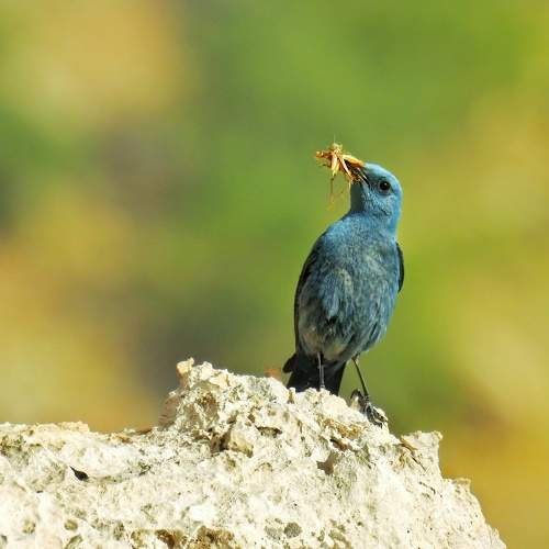 مادرانه