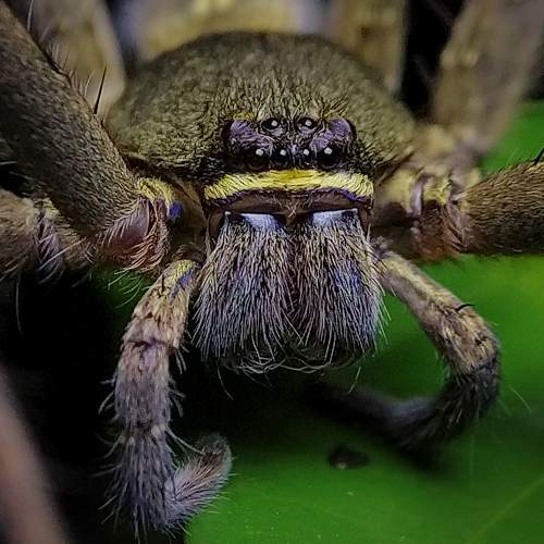 Huntsman Spider