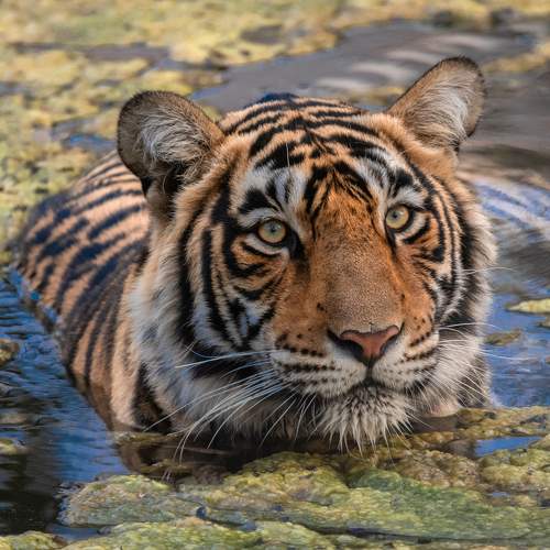 WILD TIGER