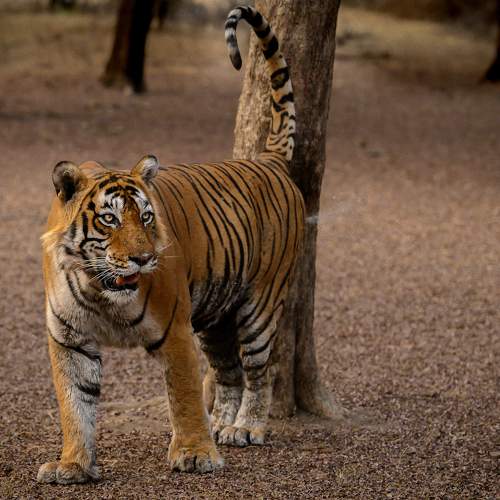 TIGER MARKING HER TERATORY