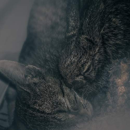 Photo #6950109