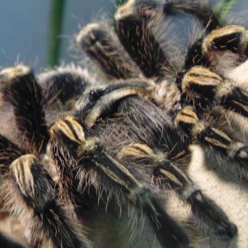 Photo #6950422