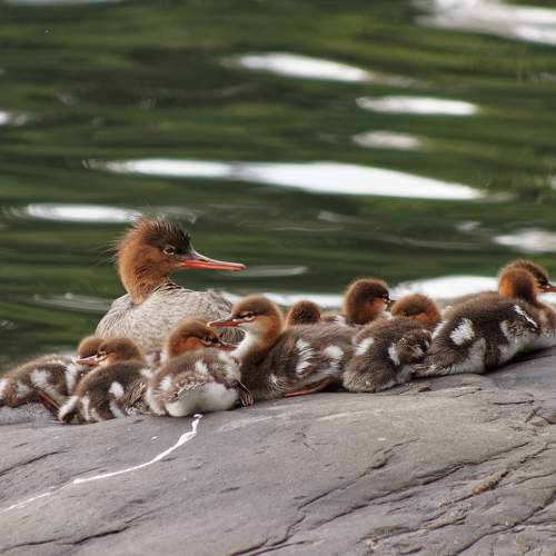 Photo #6955064